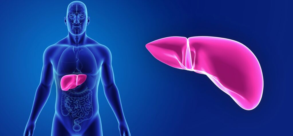 Human anatomy figure with highlighting the liver, with a liver figure at the right, blue background